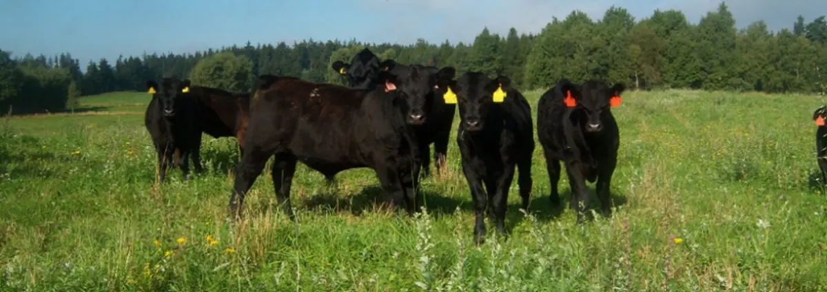 Stádo Angus Aberdeen na zelené louce